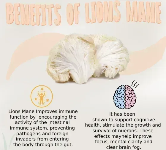 Lion’s Mane Mushroom Benefits and Identification