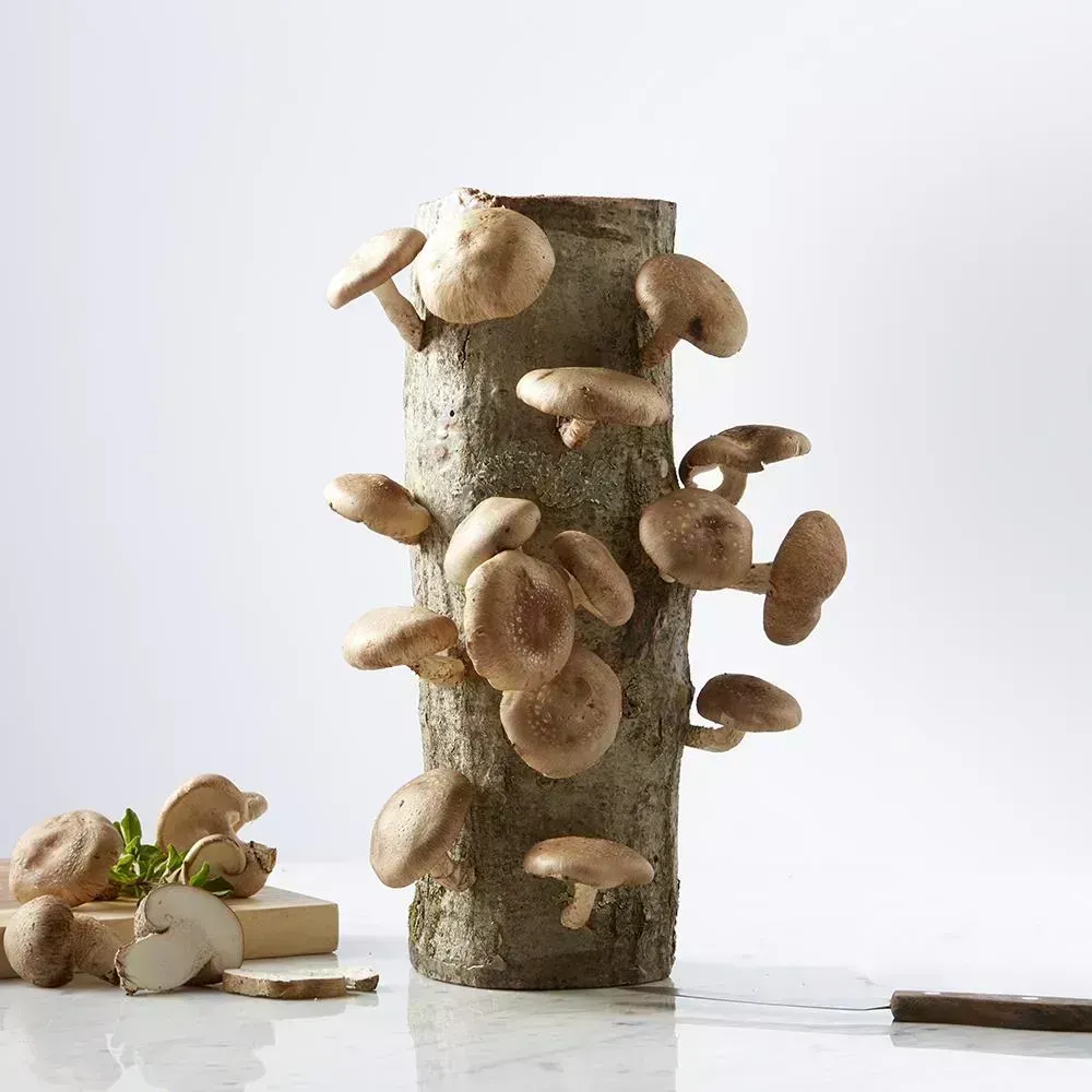 How To Grow Shiitake Mushrooms At Home: The Complete Guide