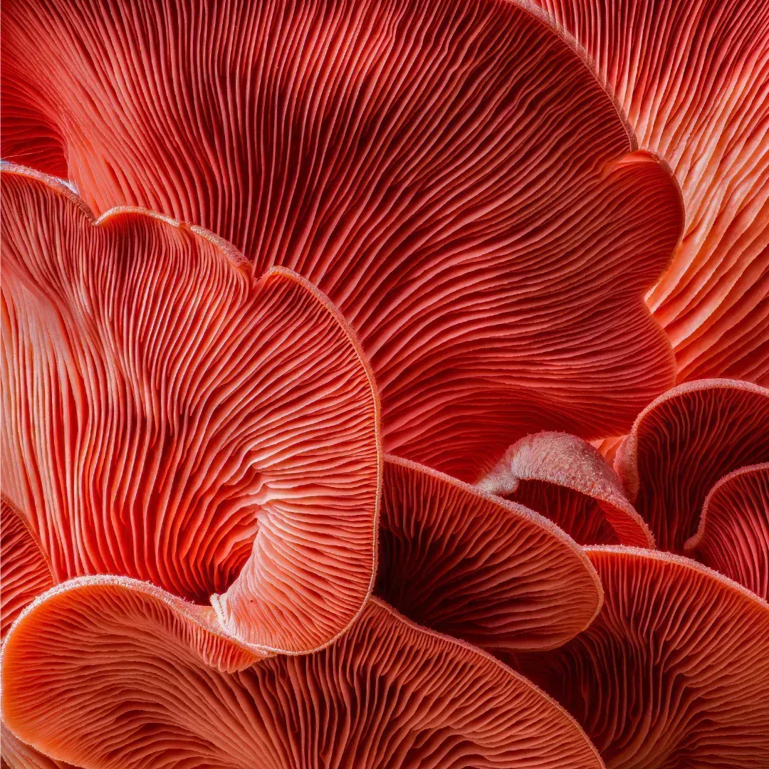 Mushroom Benefits for Skin: Nature’s Potent Skincare Allies