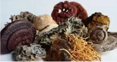 The Power of Medicinal Mushrooms