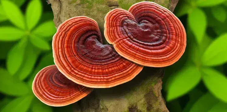 Reishi Mushroom Benefits and Identification