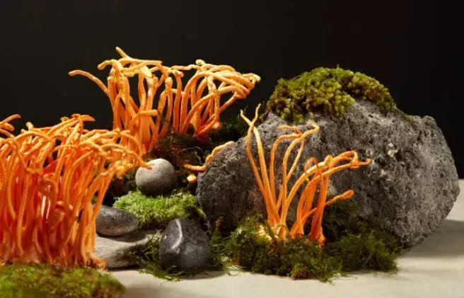 Cordyceps Mushroom Benefits and Identification