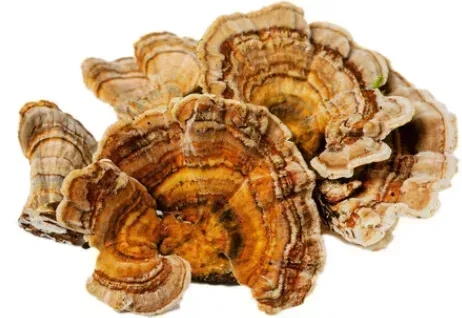 Turkey Tail Mushroom Benefits and Identification