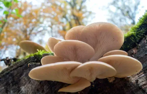 Oyster Mushroom Benefits and Identification