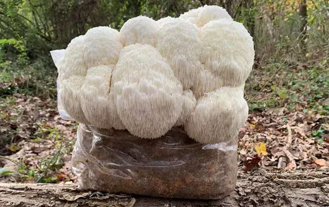 How to Grow Lion’s Mane Mushrooms