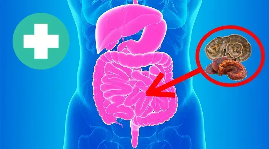The Best Mushroom for Gut Health: Nature’s Secret to a Balanced Digestive System