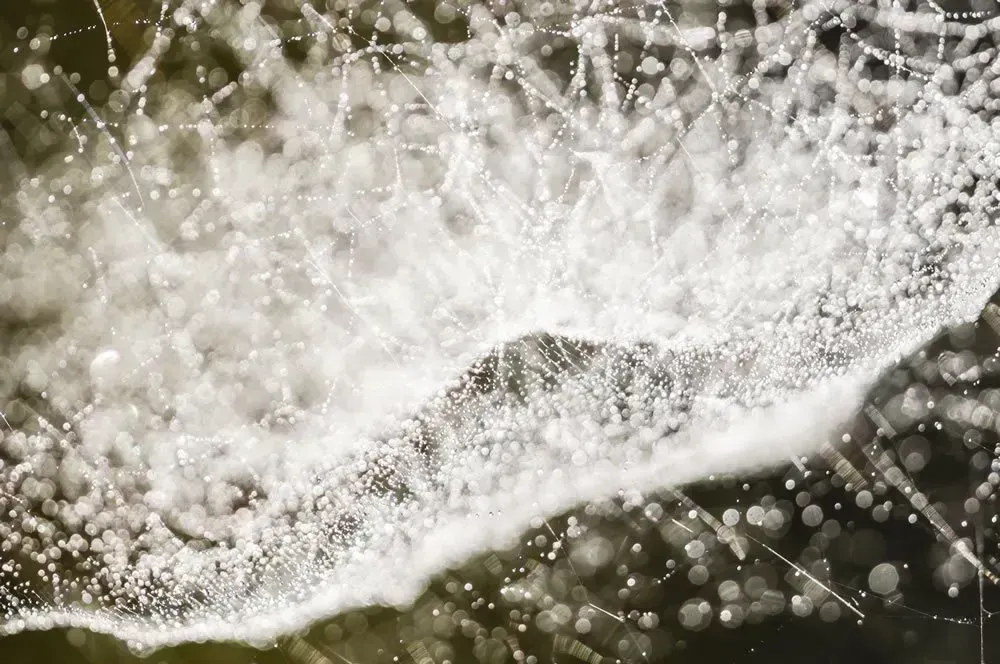 Complete Guide: Cobweb Mold vs. Mycelium
