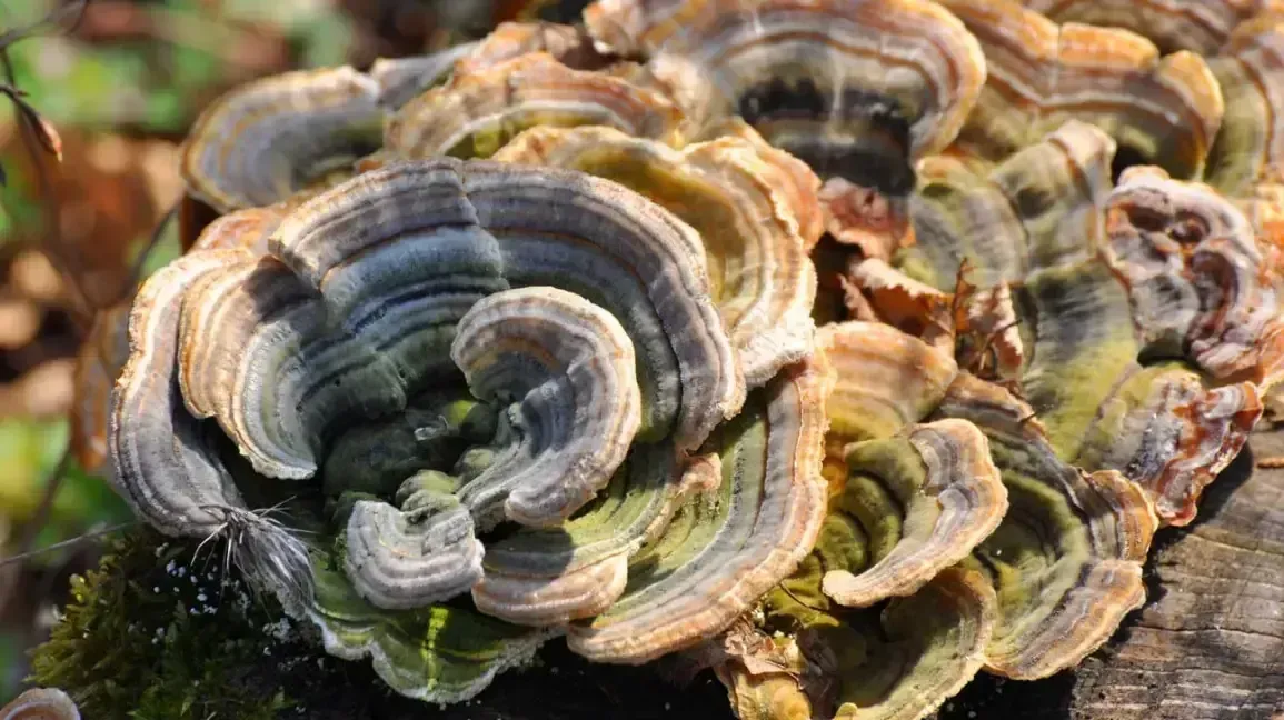 Turkey Tail Mushroom Capsules: A Complete Review and Benefits Guide